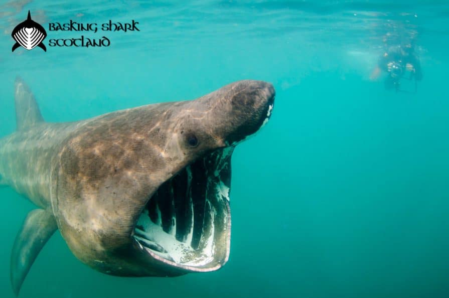 Basking shark