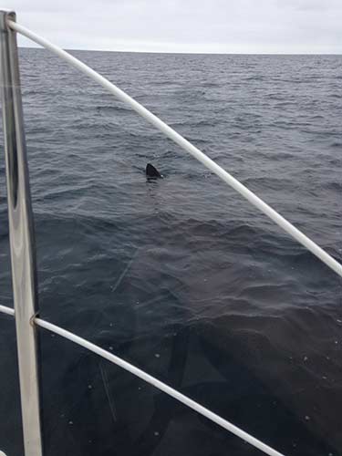 Basking shark from Ian Smith's boat
