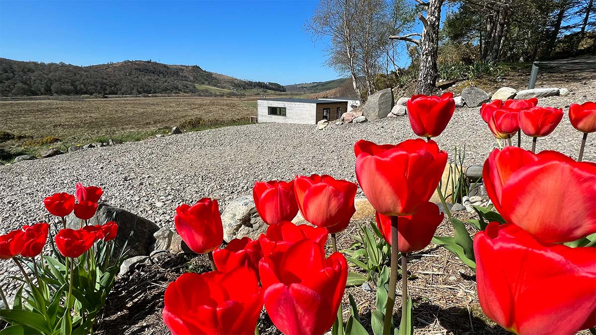 Ceol Mor Lodges with tulips in foreground
