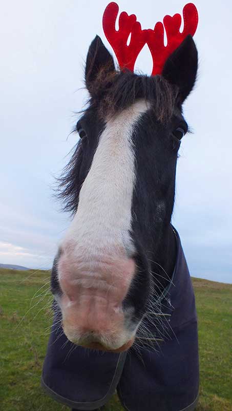 Bess the horse