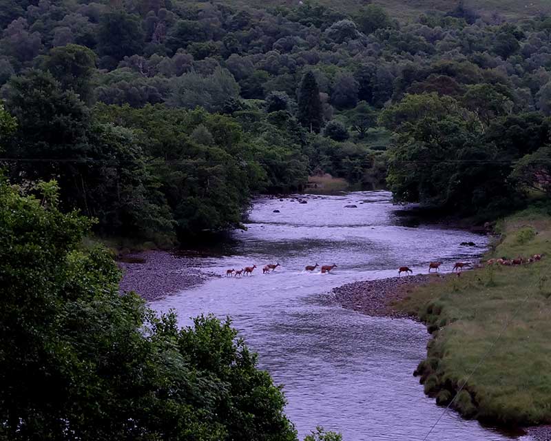 It's wonderful for wildlife & nature lovers here in the Glen