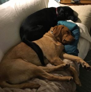Max-Bria_Dogs_PS