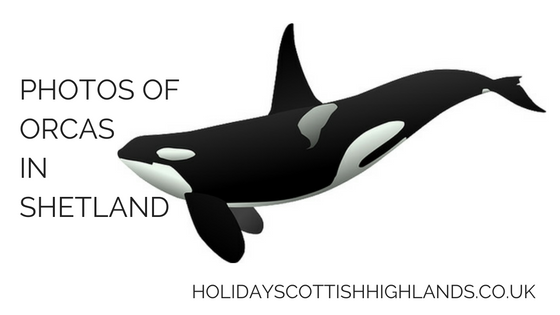 photos of orcas in scotland title image