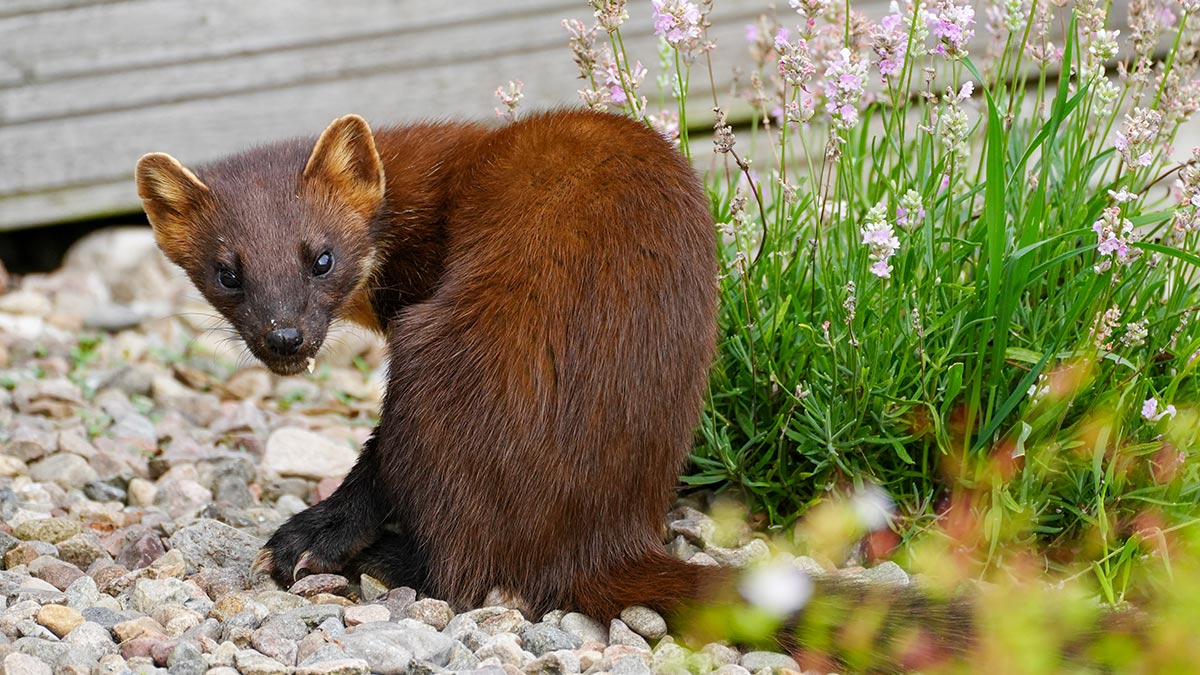 pine marten sat on gravel