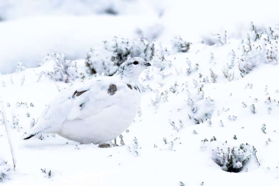winter ptarmigan on Cairn Gorm mountain