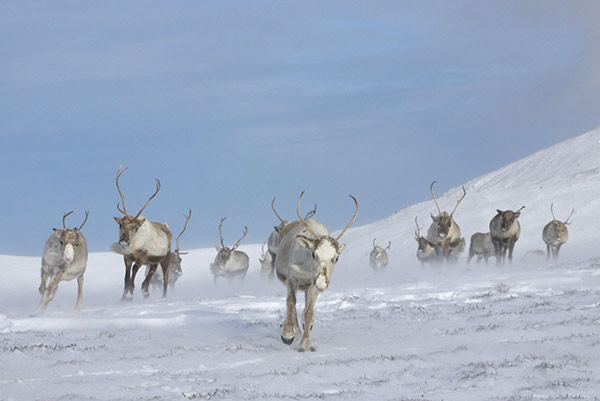 Reindeer running snow what to do Aviewmore