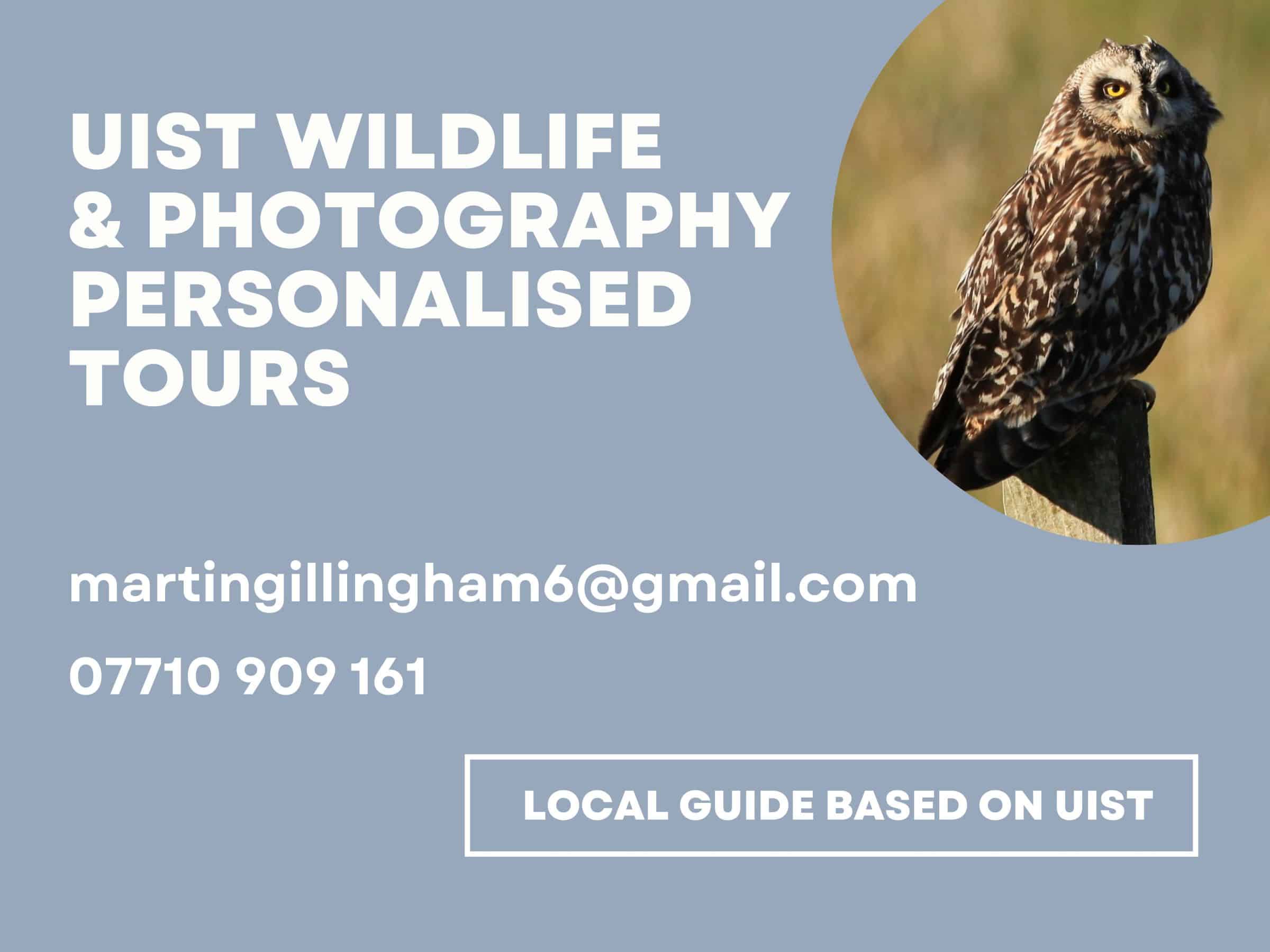 advert for uist wildlife tours with short-eared owl