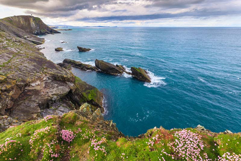 Explore Scotland flowers on sea cliffs