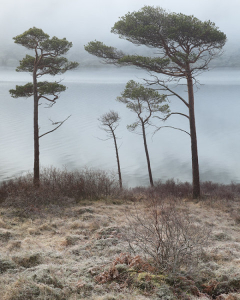 Pine family, Loch a Chroisg