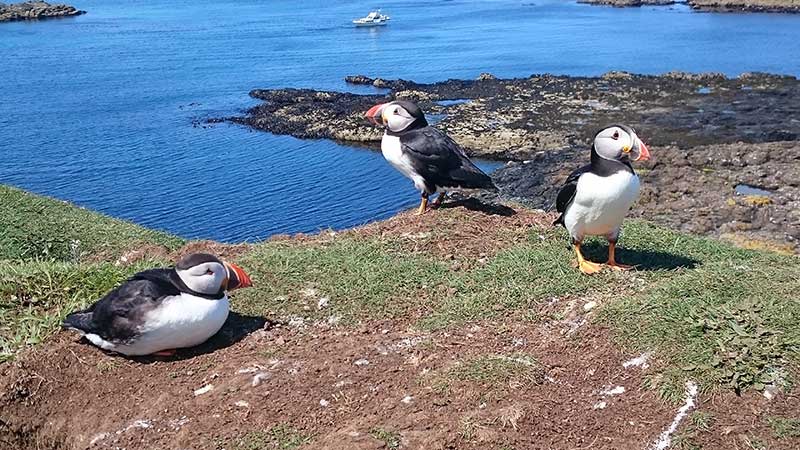 Things to do in Fort William and Locahber - Puffins at Lunga