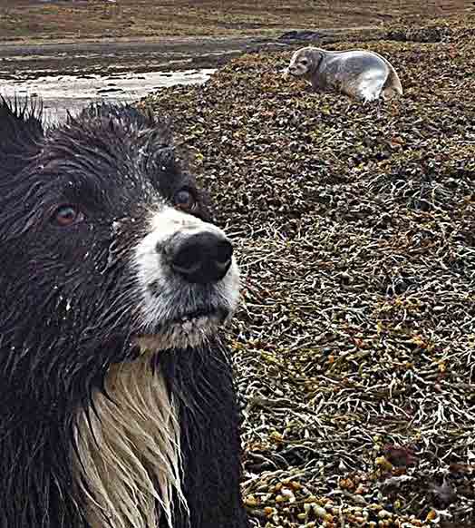 Things to do on the Isle of Skye -Blaze enjoys a spot of seal pup watching
